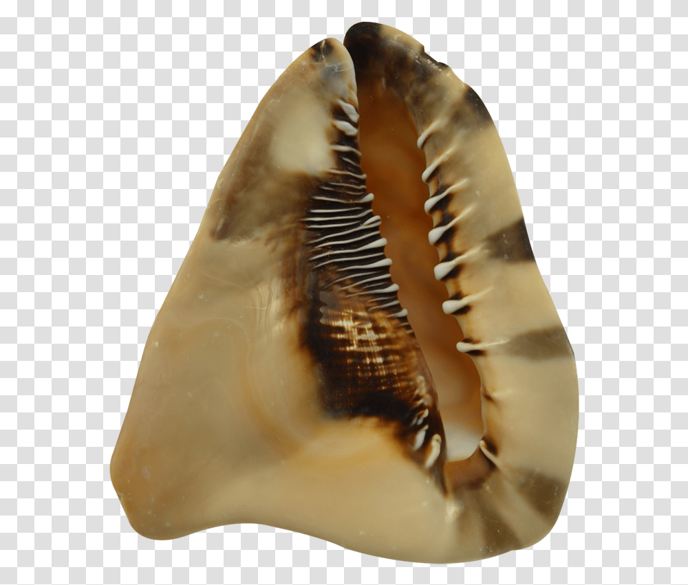 King Helmet Decorative Conch Shell 7 8 Conch, Seashell, Invertebrate, Sea Life, Animal Transparent Png