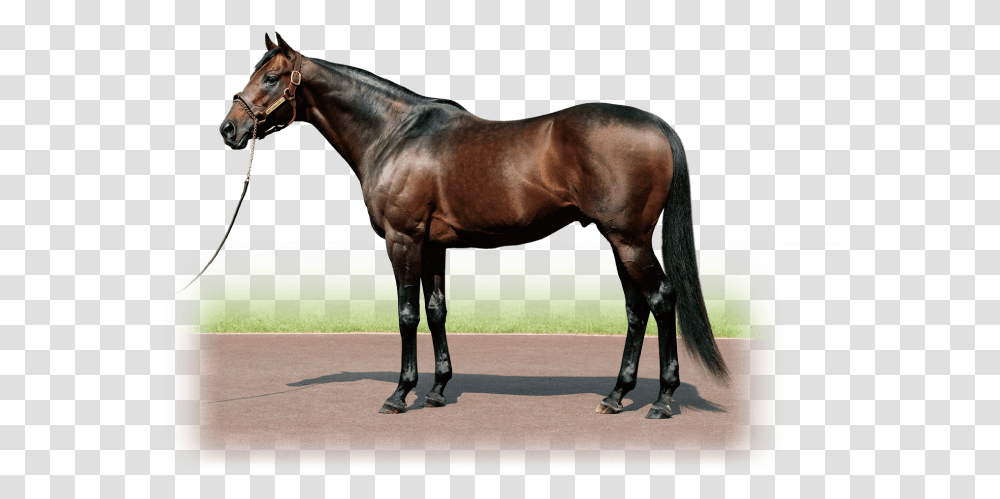 King Kamehameha Japonya Da Yaran Tizway, Horse, Mammal, Animal, Andalusian Horse Transparent Png