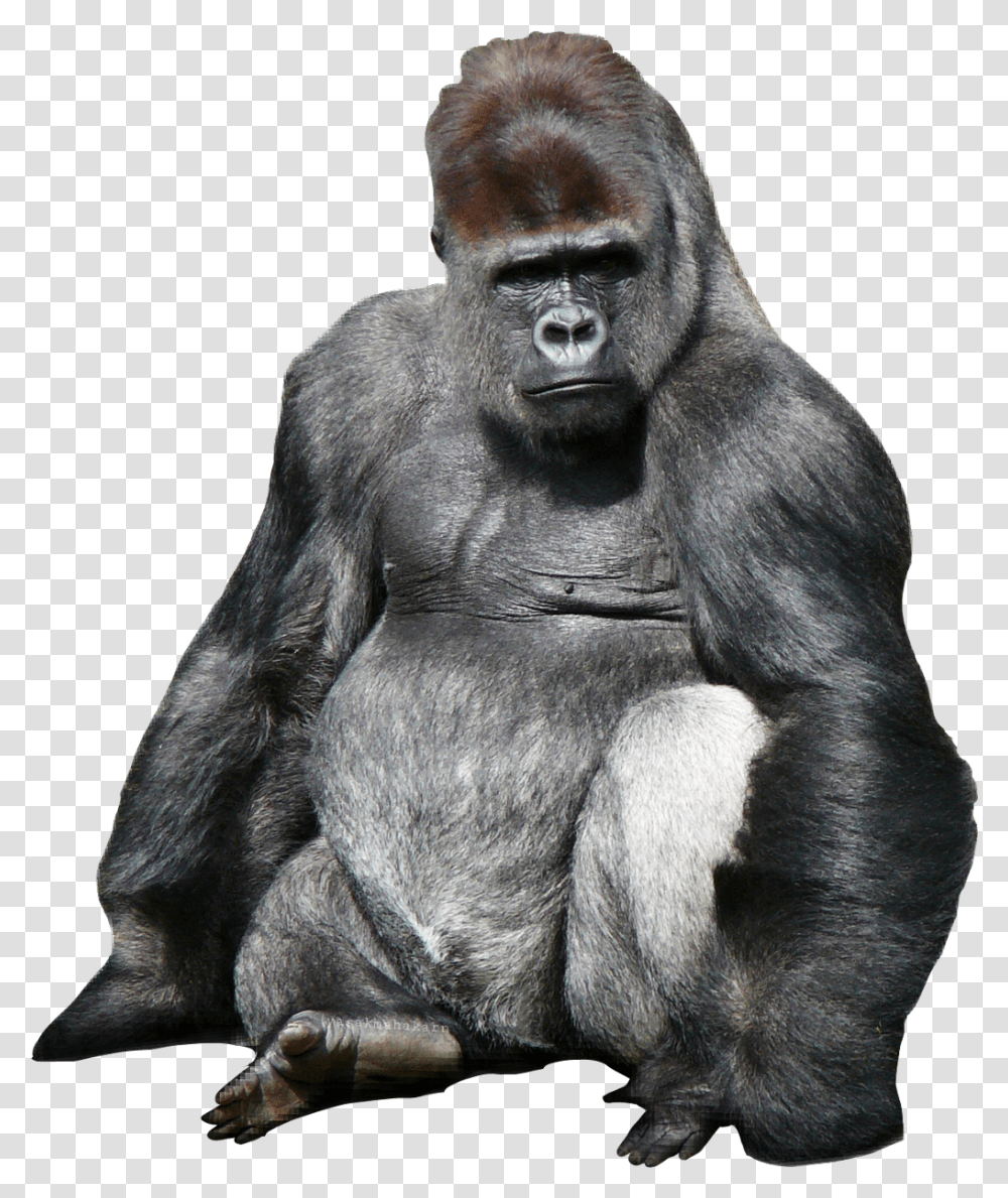 King Kong Kingkon Monkey, Ape, Wildlife, Mammal, Animal Transparent Png