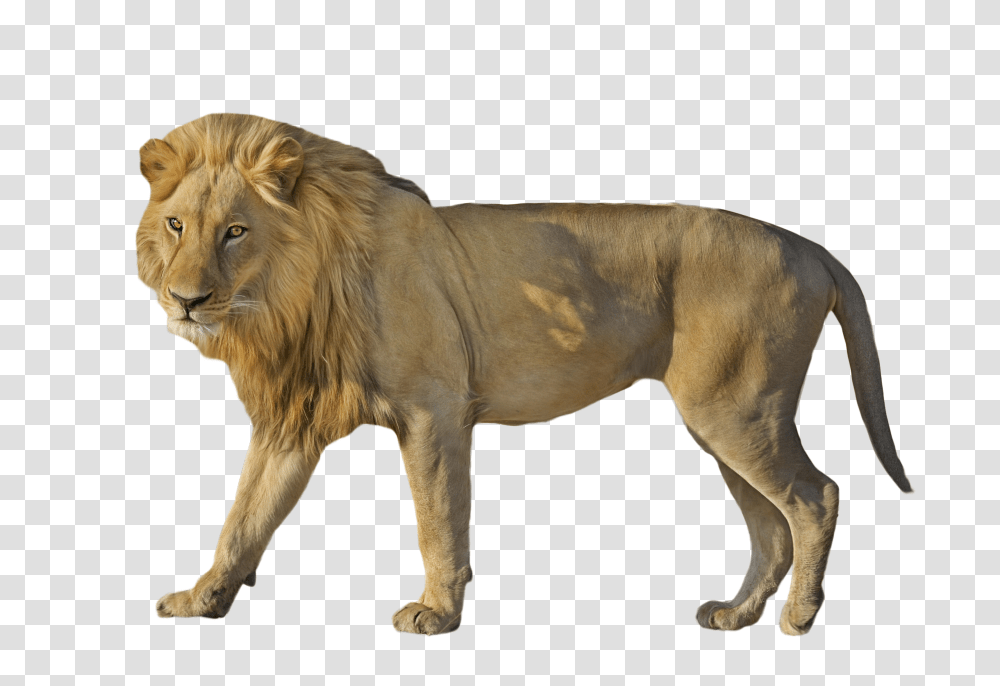 King Of The Animals Images Download African Lion In Transparent Png