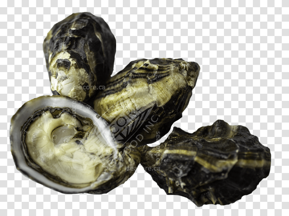 King Of The North Oysters Tiostrea Chilensis, Turtle, Reptile, Sea Life, Animal Transparent Png