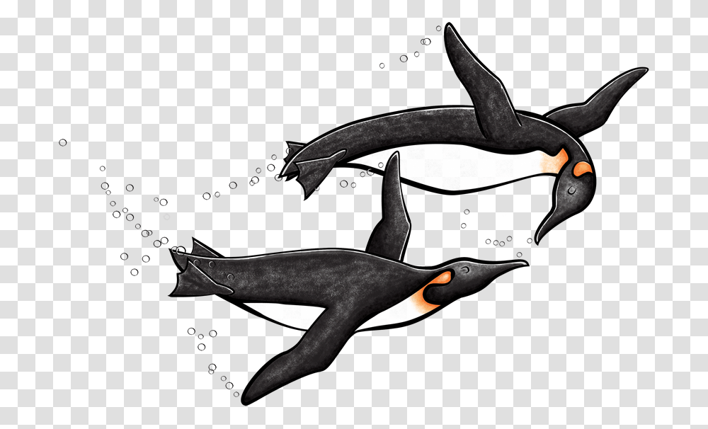 King Penguin, Animal, Mammal, Sea Life, Orca Transparent Png