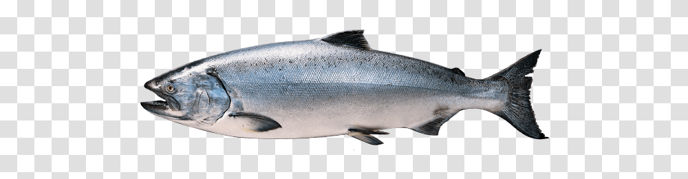 King Salmon Alaska Seafood Philippines, Coho, Fish, Animal, Sea Life Transparent Png