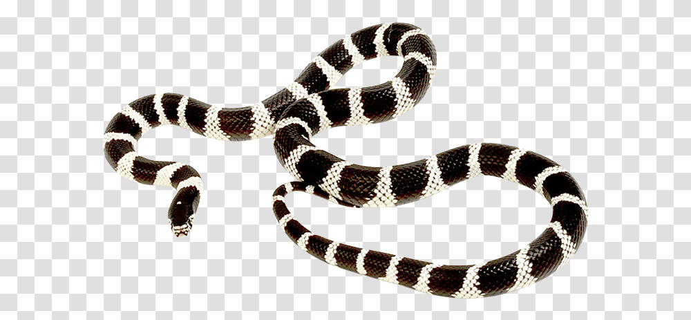 King Snake King Snake With Background, Reptile, Animal Transparent Png