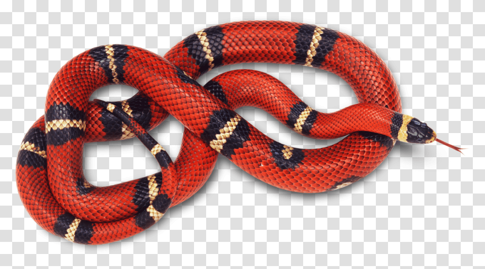 King Snake Red Snake Background, Reptile, Animal Transparent Png