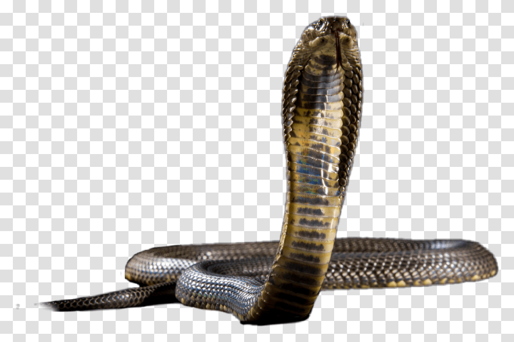 Kingcobra Indian Cobra, Snake, Reptile, Animal Transparent Png