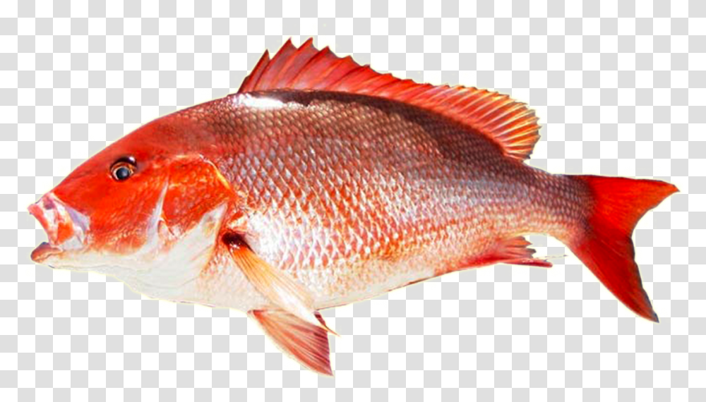 Kingfish Red Snapper Fish, Animal, Perch Transparent Png