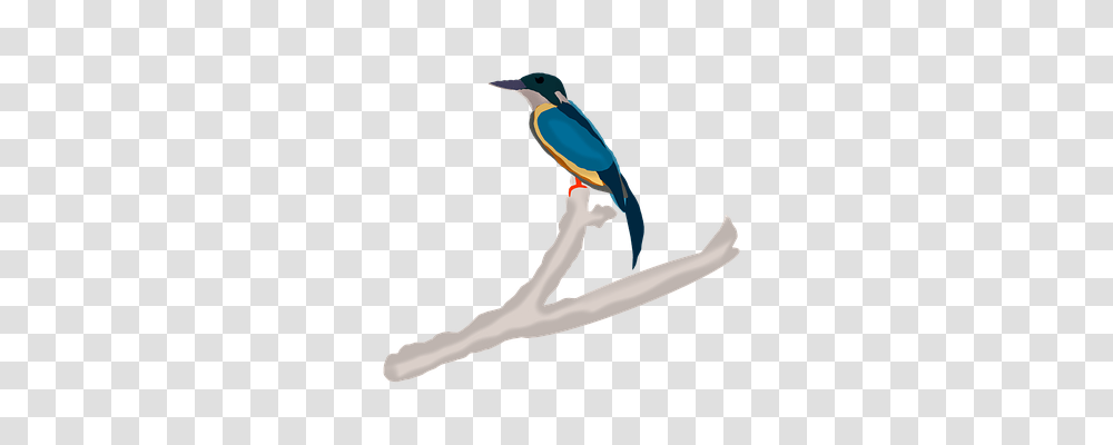 Kingfisher Nature, Jay, Bird, Animal Transparent Png