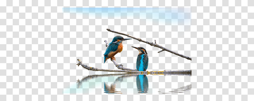 Kingfisher Animals, Bee Eater, Bird, Bluebird Transparent Png