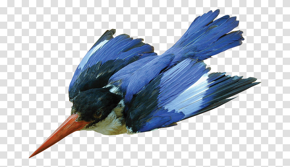 Kingfisher Belted Kingfisher, Jay, Bird, Animal, Bluebird Transparent Png