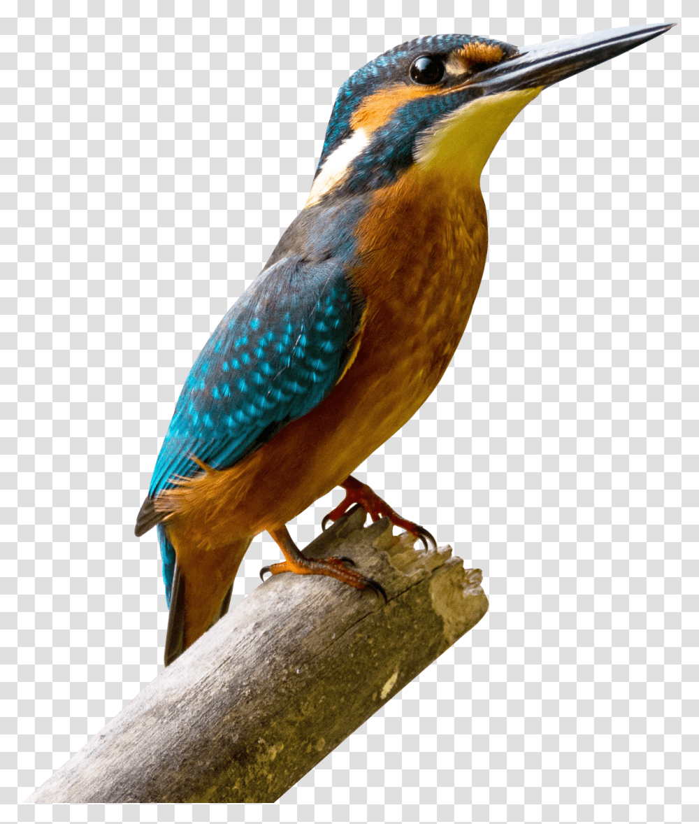 Kingfisher Bird, Animal, Bluebird, Jay, Blue Jay Transparent Png