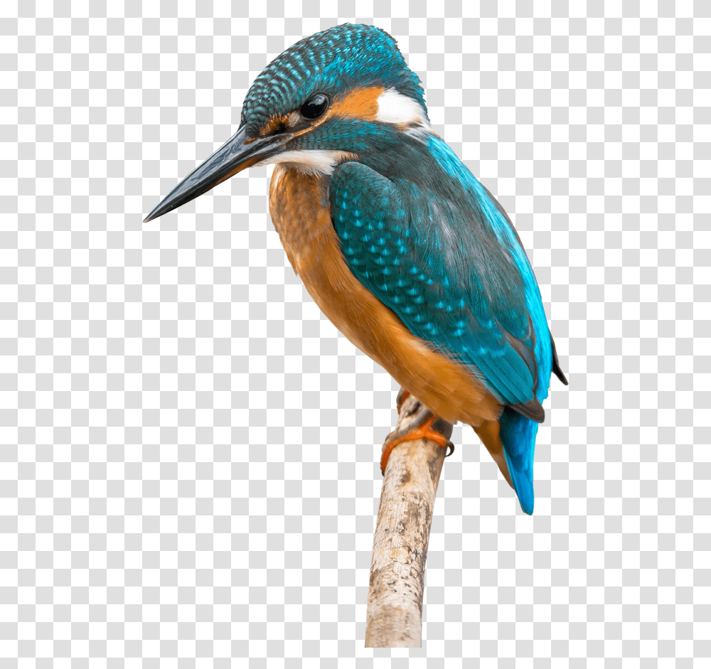 Kingfisher, Bird, Animal, Bluebird, Jay Transparent Png