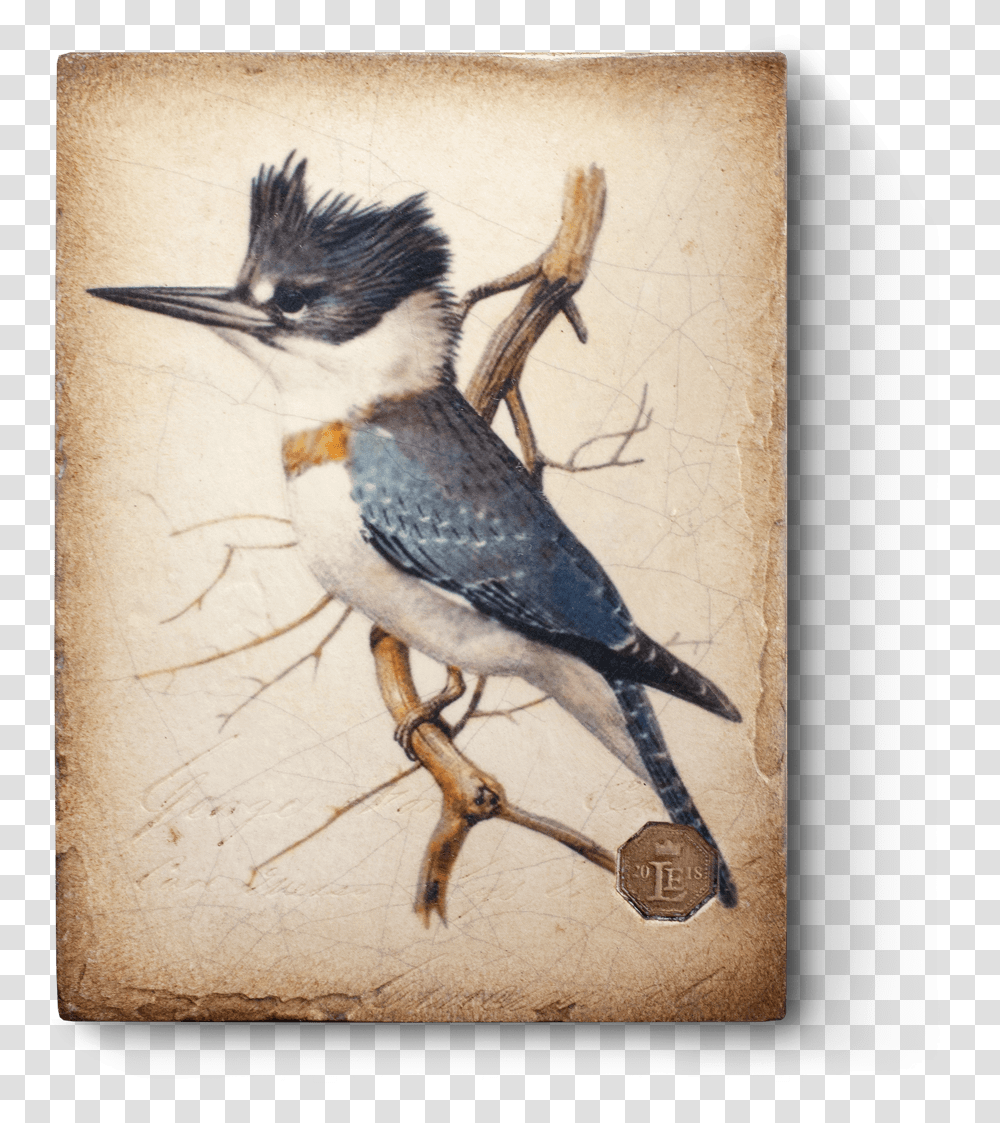 Kingfisher, Bird, Animal, Jay Transparent Png