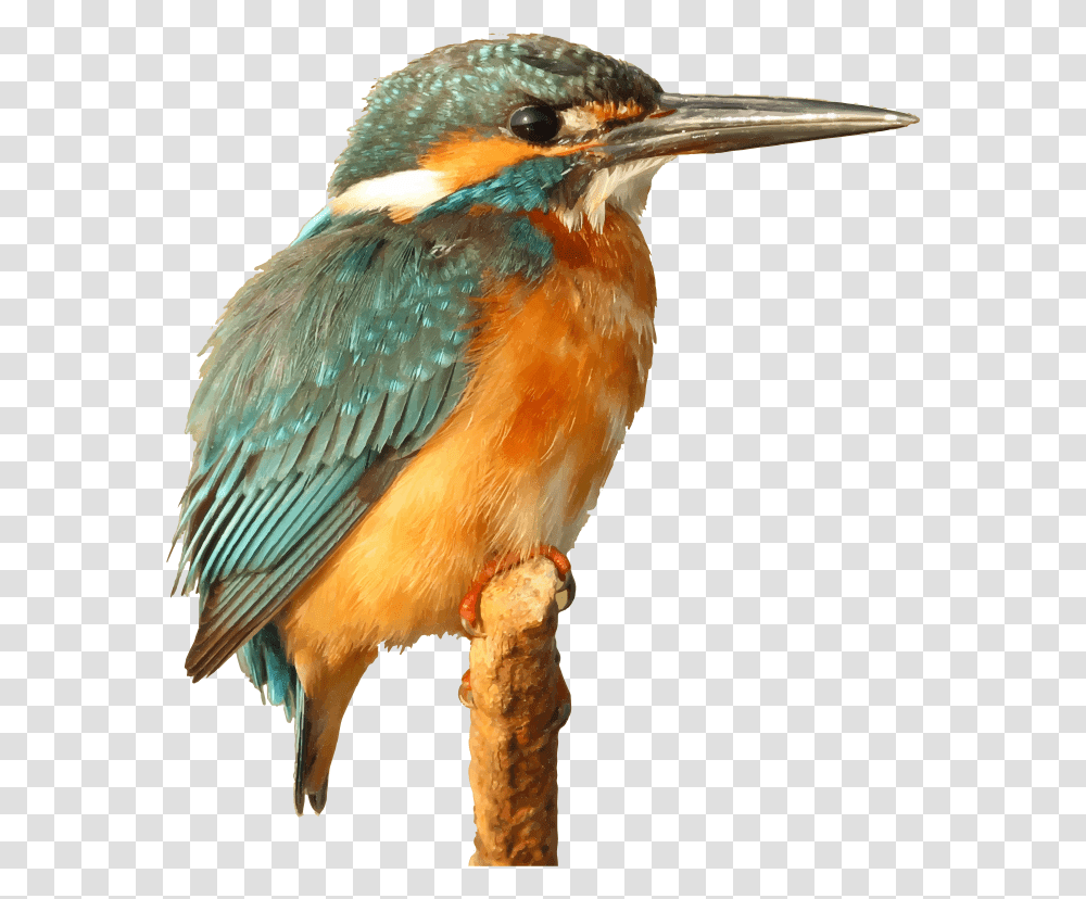 Kingfisher Bird Caption For Kingfisher Bird, Animal, Bee Eater, Jay, Bluebird Transparent Png