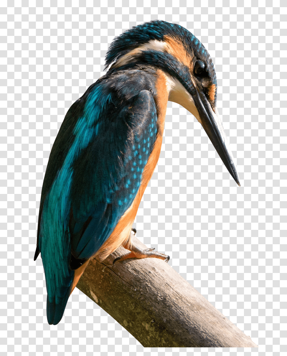 Kingfisher Bird Image, Animal, Jay, Bluebird, Bee Eater Transparent Png