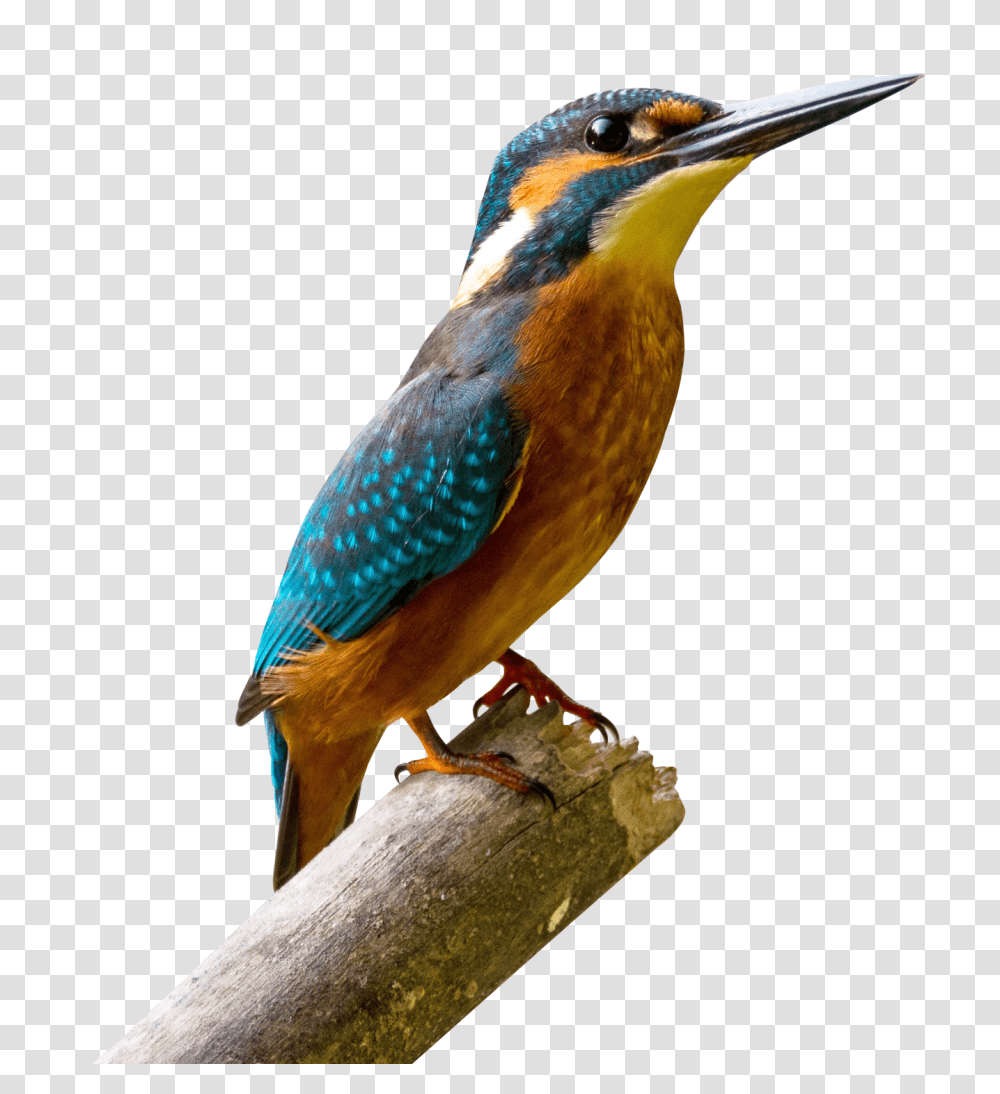 Kingfisher Bird Image Kingfisher Bird, Animal, Bluebird, Jay, Bee Eater Transparent Png