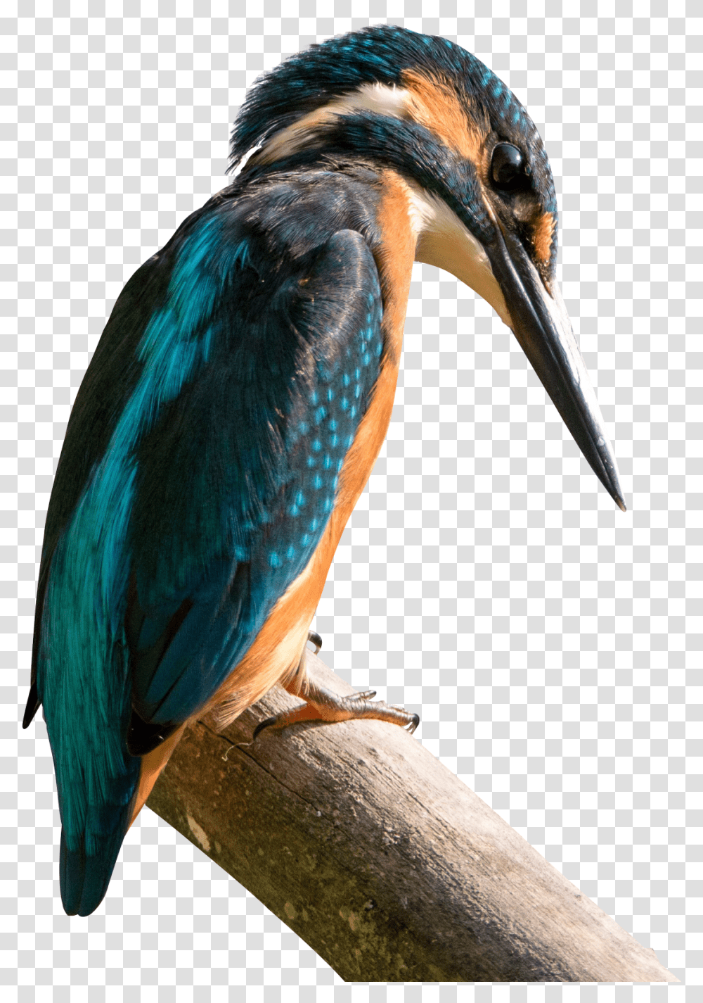 Kingfisher Bird Image Pngpix Birds Found In Hilly Region Of Nepal, Animal, Jay, Bluebird, Blue Jay Transparent Png