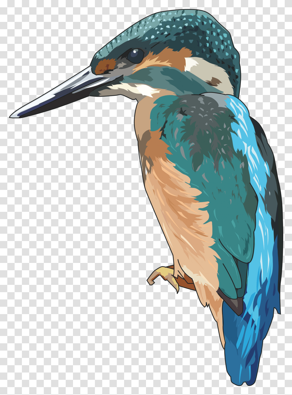 Kingfisher Clipart, Bird, Animal, Jay, Bluebird Transparent Png