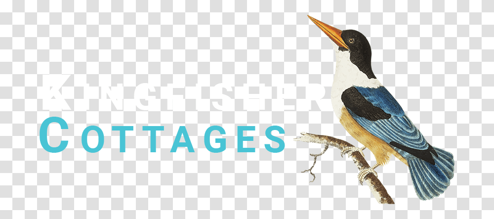 Kingfisher Cottages Water Bird, Leisure Activities, Machine, Electronics Transparent Png