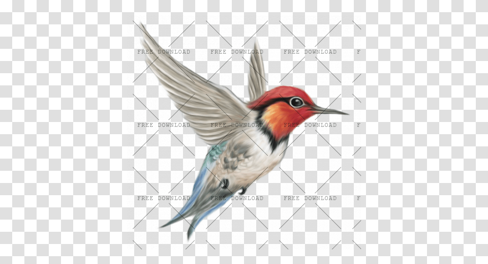 Kingfisher Image With Background Photo, Bird, Animal, Hummingbird, Flying Transparent Png
