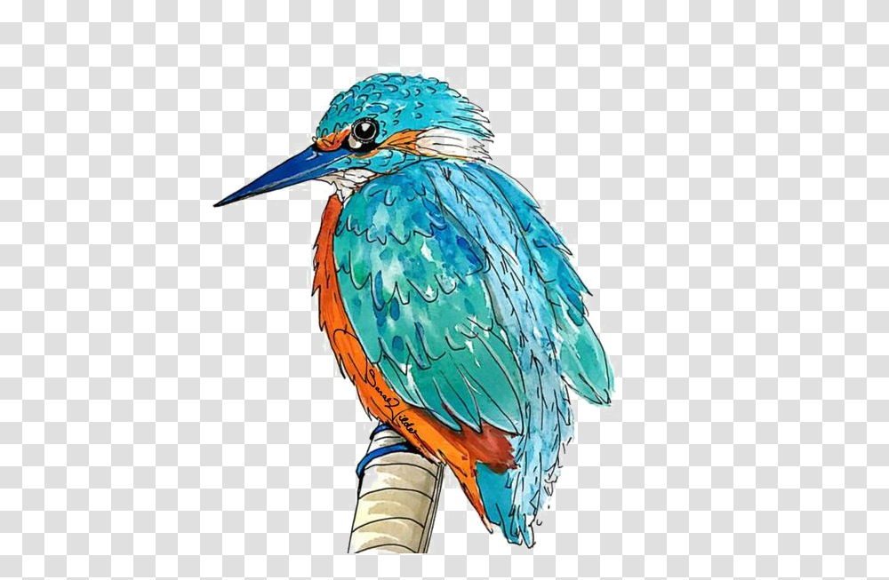 Kingfisher Picture Animal Kin Oracle, Bluebird, Jay, Blue Jay, Bee Eater Transparent Png