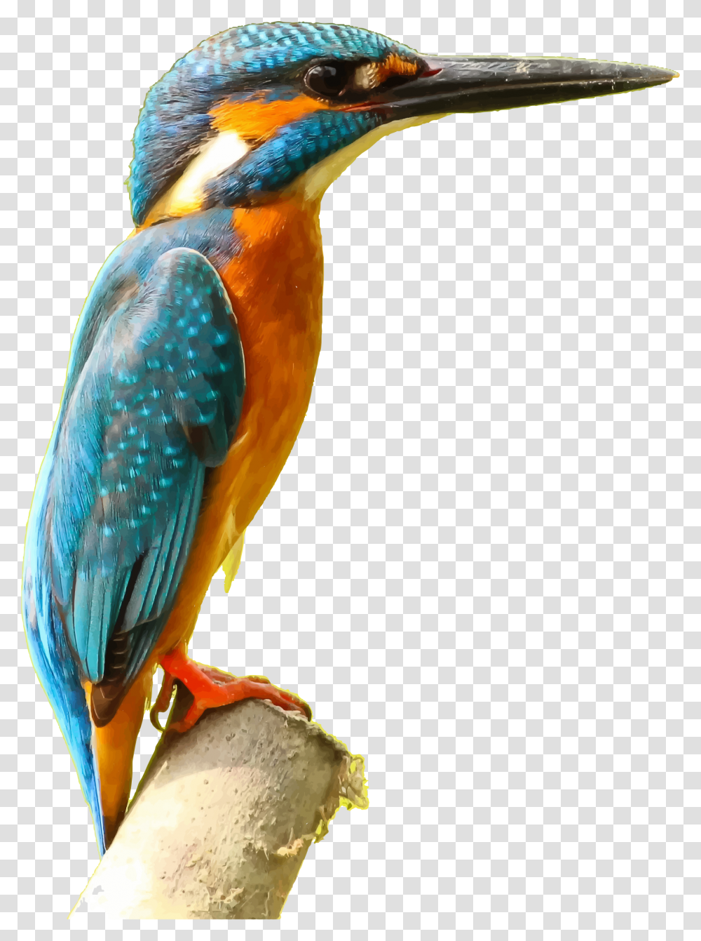Kingfisher Picture Kingfisher, Bird, Animal, Bluebird, Bee Eater Transparent Png
