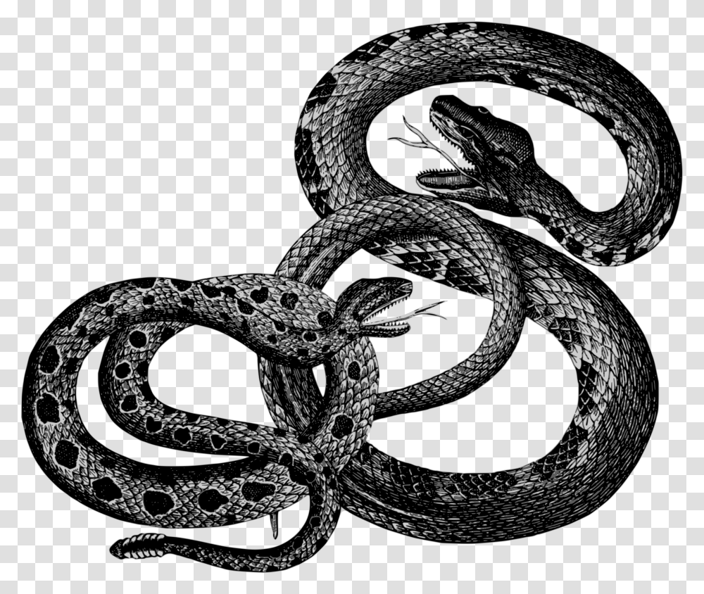 Kingsnakereptileboa Constrictor Snakes Vintage, Animal, King Snake, Lace Transparent Png
