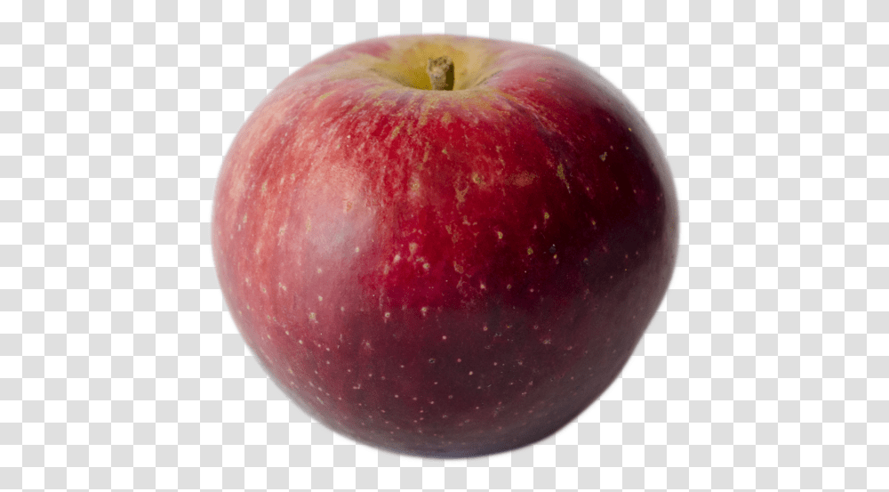 Kingston Black Apple Tree - Champlain Orchards, Fruit, Plant, Food Transparent Png