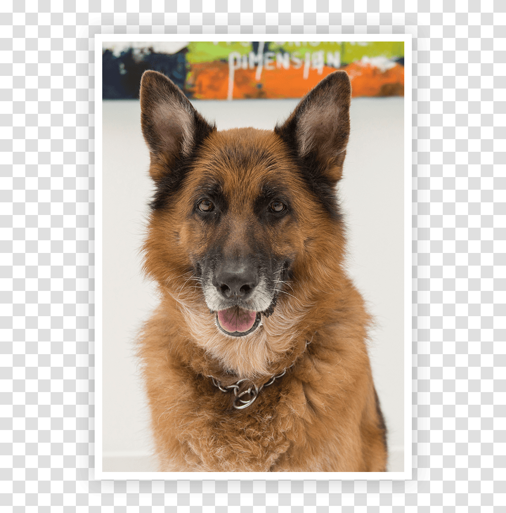 Kingston German Shepherd In Office Old German Shepherd Dog, Pet, Canine, Animal, Mammal Transparent Png