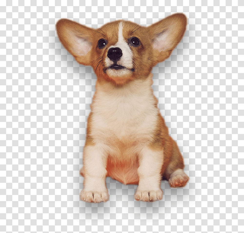 Kingwood Not Home Alone Huisdier Kussen, Dog, Pet, Canine, Animal Transparent Png