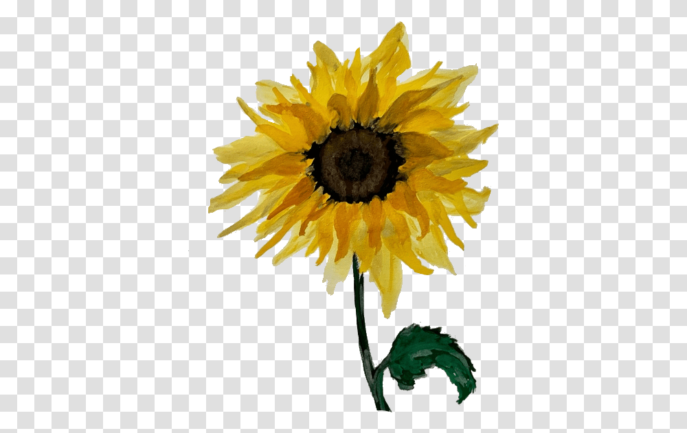 Kirby Peterman Sunflower, Plant, Blossom, Daisy, Daisies Transparent Png