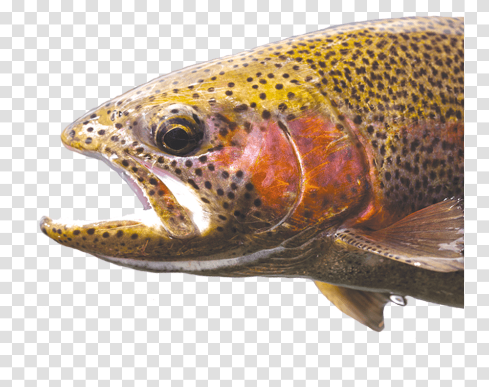 Kirjolohi, Trout, Fish, Animal, Coho Transparent Png