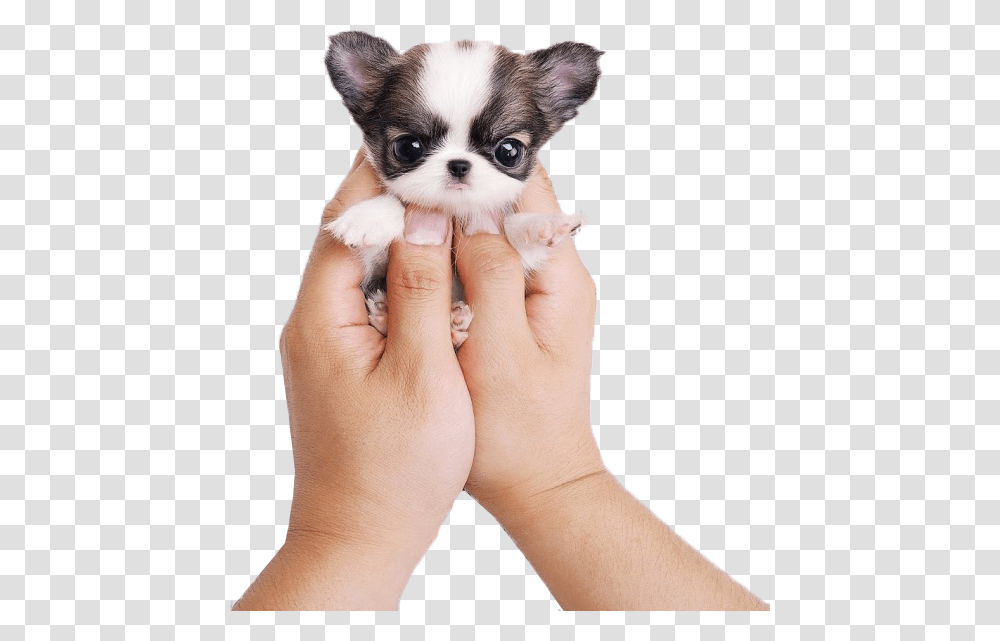Kisspng Chihuahua Siberian Husky Puppy Cat Cuteness, Pet, Canine, Animal, Mammal Transparent Png