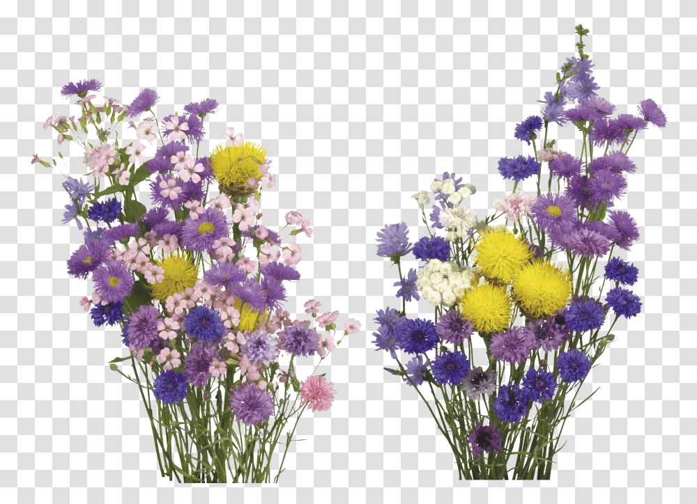 Kisspng English Lavender Cut Flowers Flower Overlays Transparent Png