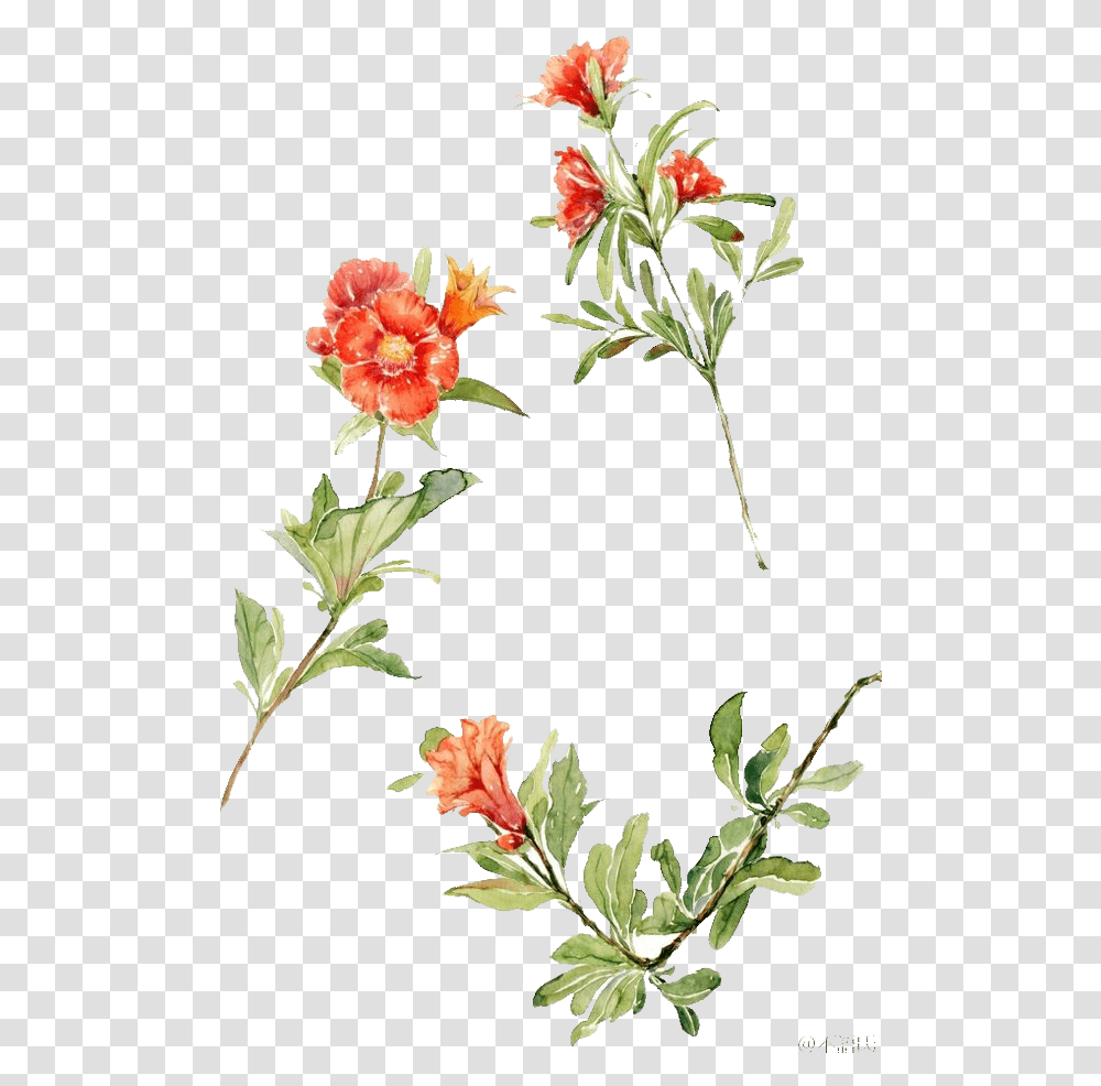 Kisspng Watercolour Flowers Floral Design Watercolor Watercolor Painting, Plant, Blossom, Carnation, Petal Transparent Png