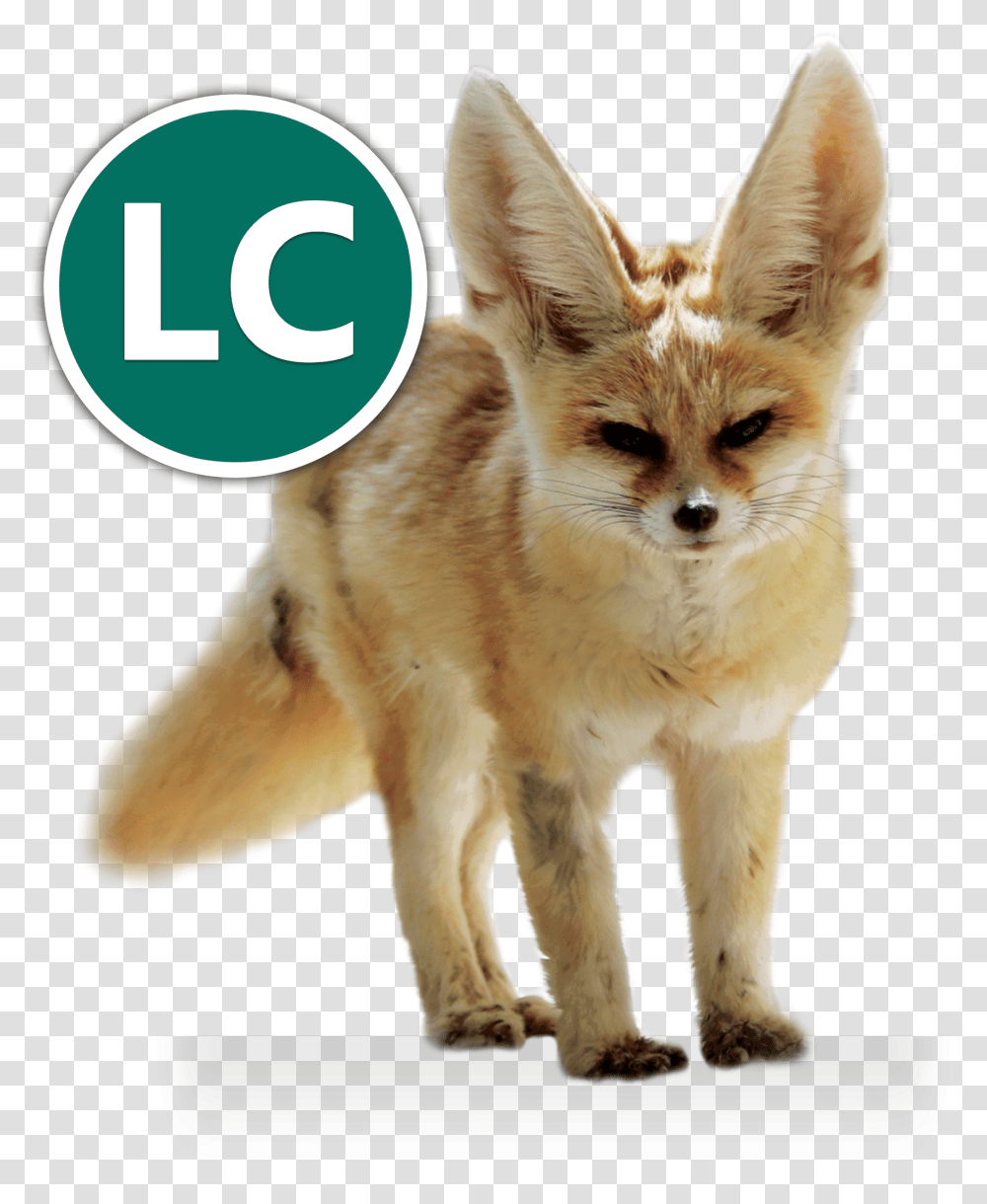 Kit Fox File Fennec Icon, Dog, Pet, Canine, Animal Transparent Png
