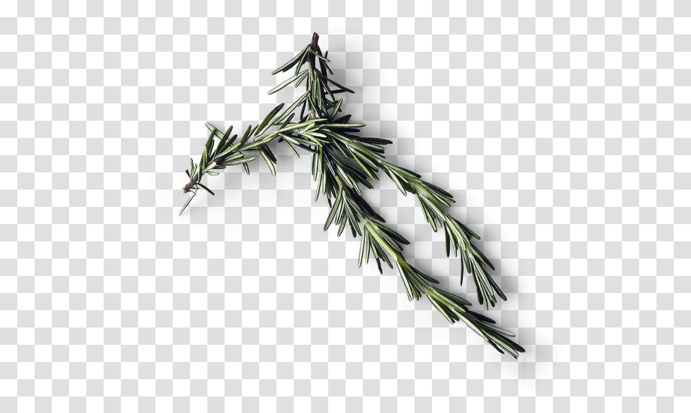 Kitchen Download Floor, Plant, Tree, Grass, Conifer Transparent Png