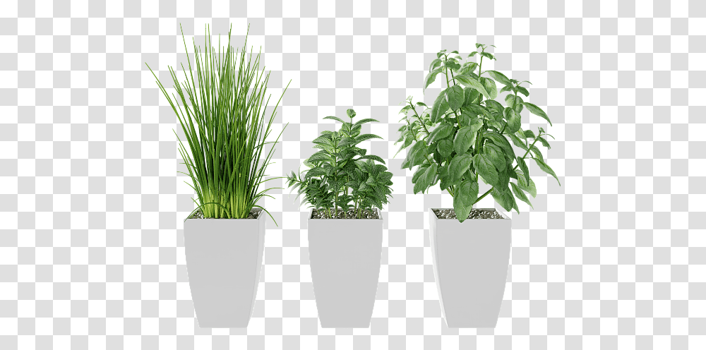 Kitchen Herbs, Potted Plant, Vase, Jar, Pottery Transparent Png