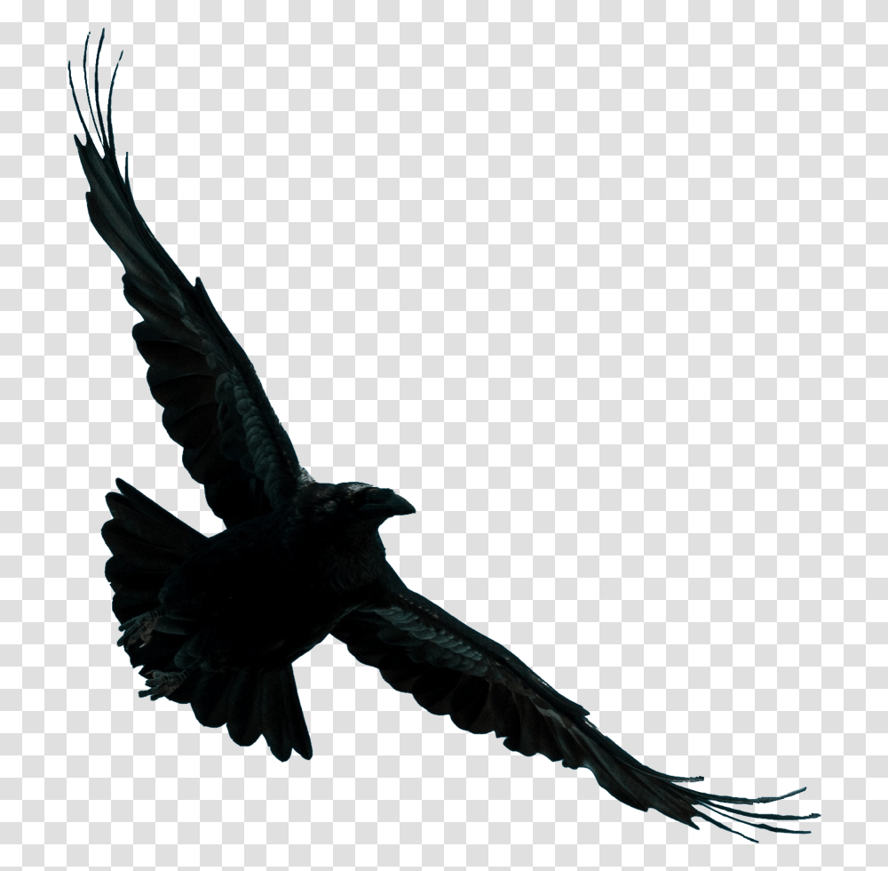 Kite, Bird, Animal, Kite Bird, Blackbird Transparent Png