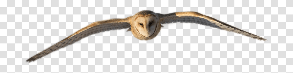 Kite, Bird, Animal, Owl, Beak Transparent Png