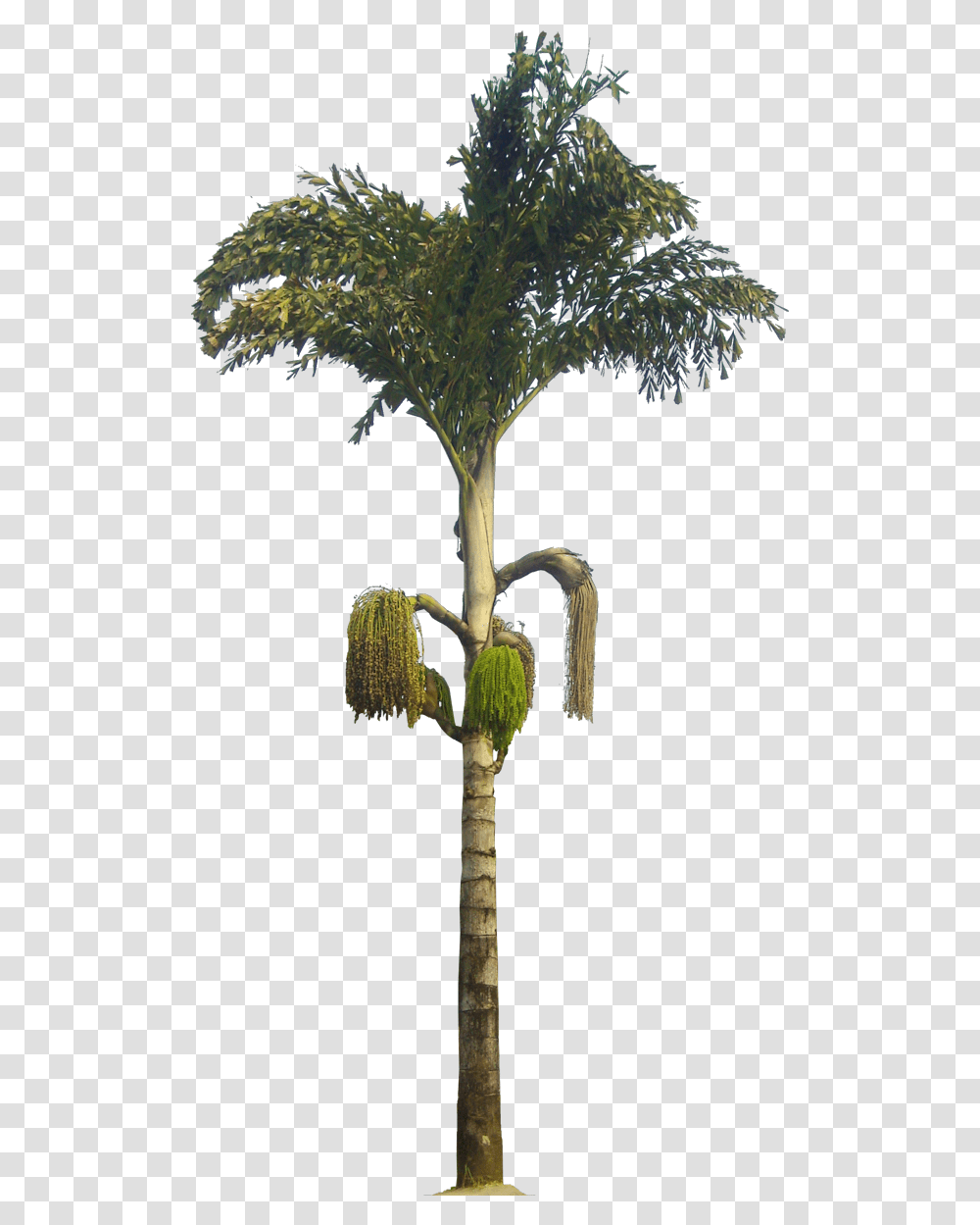 Kithul Tree Caryota Urens Caryota Urens, Plant, Palm Tree, Arecaceae, Annonaceae Transparent Png