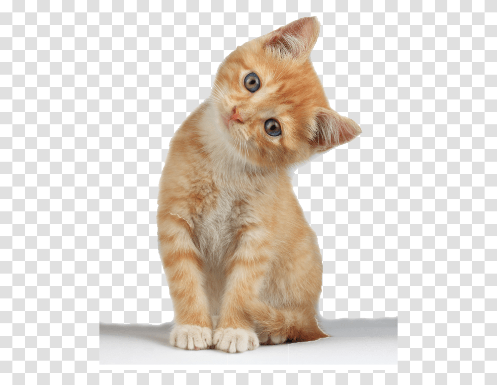 Kitten Background, Cat, Pet, Mammal, Animal Transparent Png