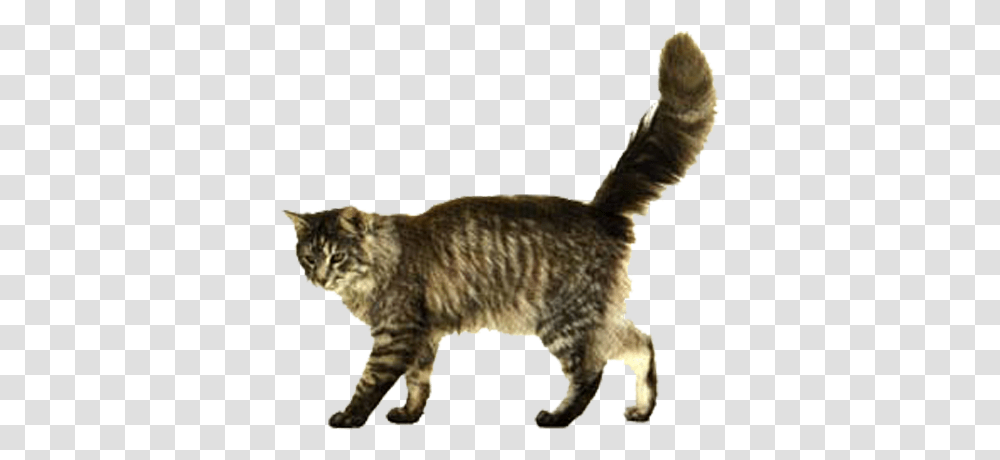 Kitten Background Cat Walking, Pet, Mammal, Animal, Manx Transparent Png