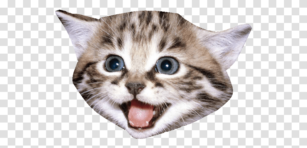 Kitten Cat Cat Face Background, Pet, Mammal, Animal, Abyssinian Transparent Png
