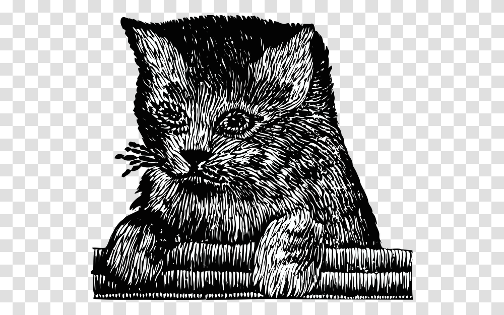 Kitten Cat Pet Cute Embroidery Feline Illustration, Raccoon, Mammal, Animal, Bird Transparent Png
