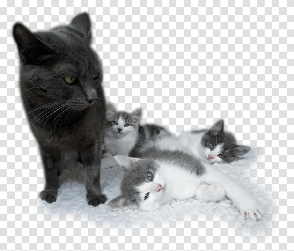 Kitten, Cat, Pet, Mammal, Animal Transparent Png