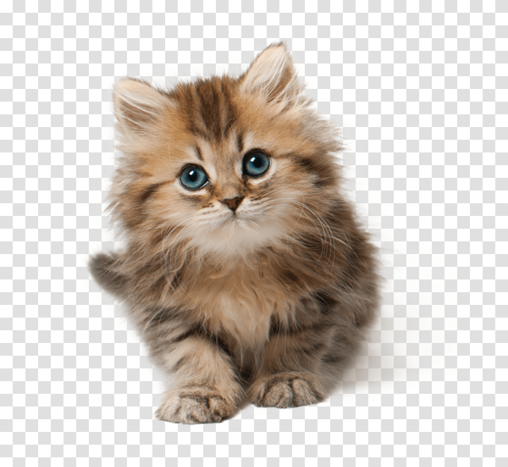 Kitten, Cat, Pet, Mammal, Animal Transparent Png