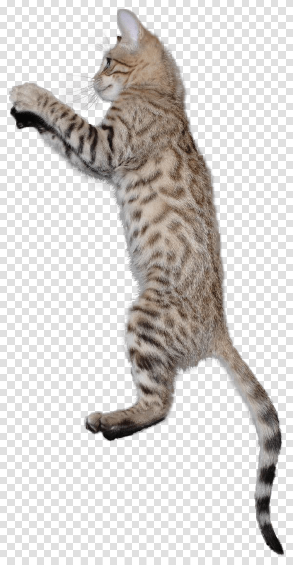Kitten Cats Cat Jump Jumping Jumpingcat Terrieasterly Cat Jumping Background, Pet, Mammal, Animal, Manx Transparent Png