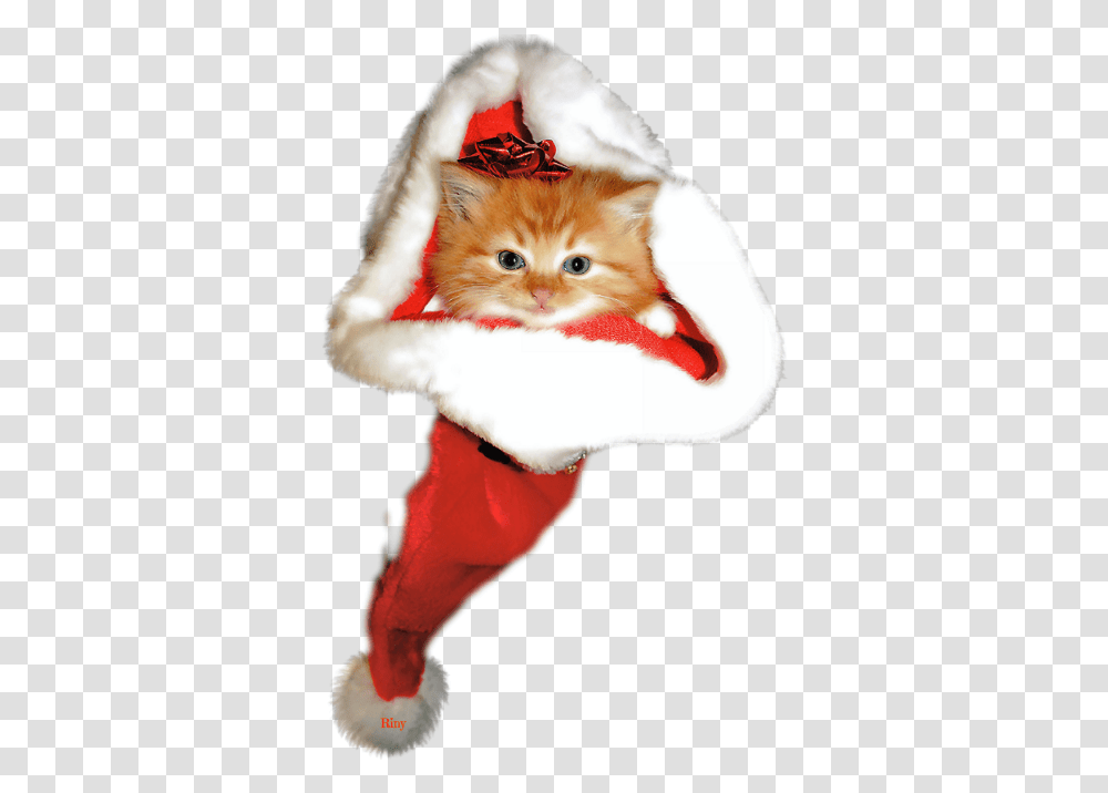 Kitten Christmas, Cat, Pet, Mammal, Animal Transparent Png