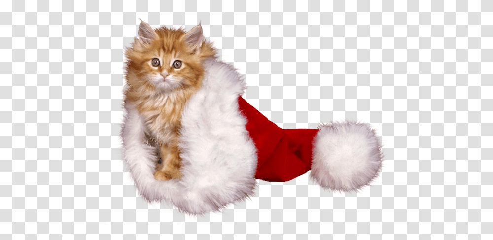 Kitten Christmas Whiskers Cat For Fur Clothing, Pet, Mammal, Animal, Angora Transparent Png